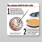 Stem cell thumbnail